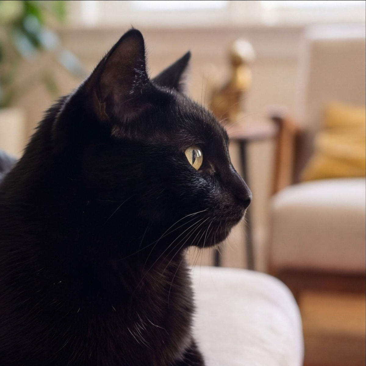 Thor-Inspired Cat Helmet | Novelty Pet Costume Accessory