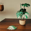 Monstera Leaf Coaster Set – Tropical Botanical Home Decor