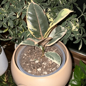 Moon-Inspired Succulent Planter | Lunar Plant Pot